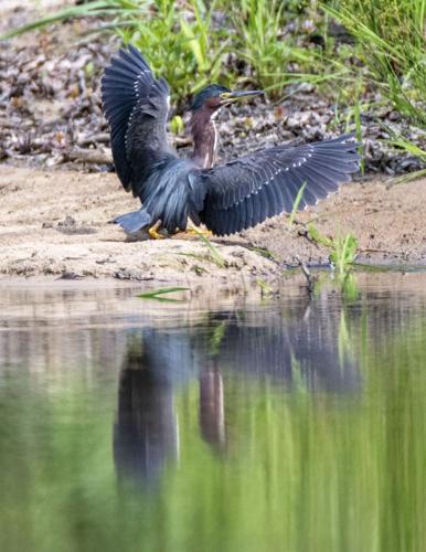 Green Heron
