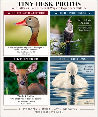 Tiny Desk Photos brings wildlife photography, humor and art together through four distinct galleries: Wildlife with Attitude, Wildlife Photography, Unfiltered and Artist Editions. Photography and artwork by Rick Zwetsch/Tiny Desk Photos.