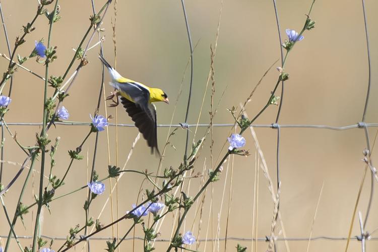 American Goldfinch