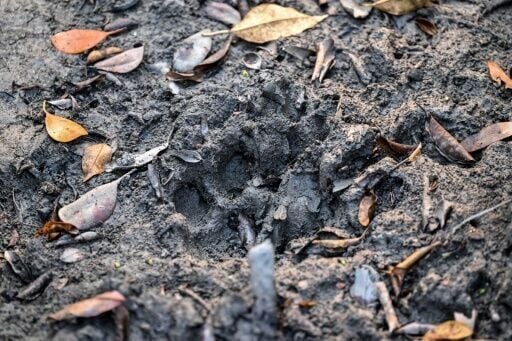 A pugmark of a Royal Bengal tiger imprinted on mud inside the Sundarbans at Dacope in Bangladesh's Khulna district