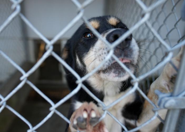 Adorable Pets for Adoption at Lake Martin Humane Society