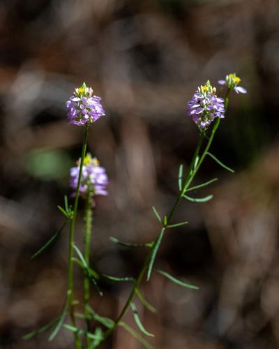 RailroadTrail_3148_20260921.jpg