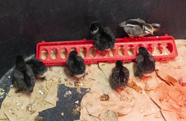PHOTOS: Stanhope Elmore's SuperKids visit ag department chickens