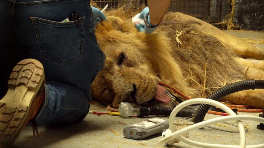 Vets carry out delicate eye operation on rare lion at UK zoo