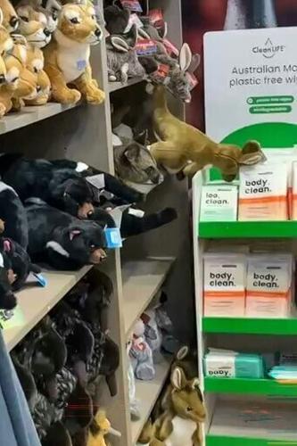A wild possum joined stuffed furry friends in an Australian airport gift shop this week, surprising travellers in an adorable case of hide and squeak