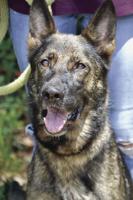 Puppies with purpose