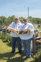 Bee farm buzzing with activity