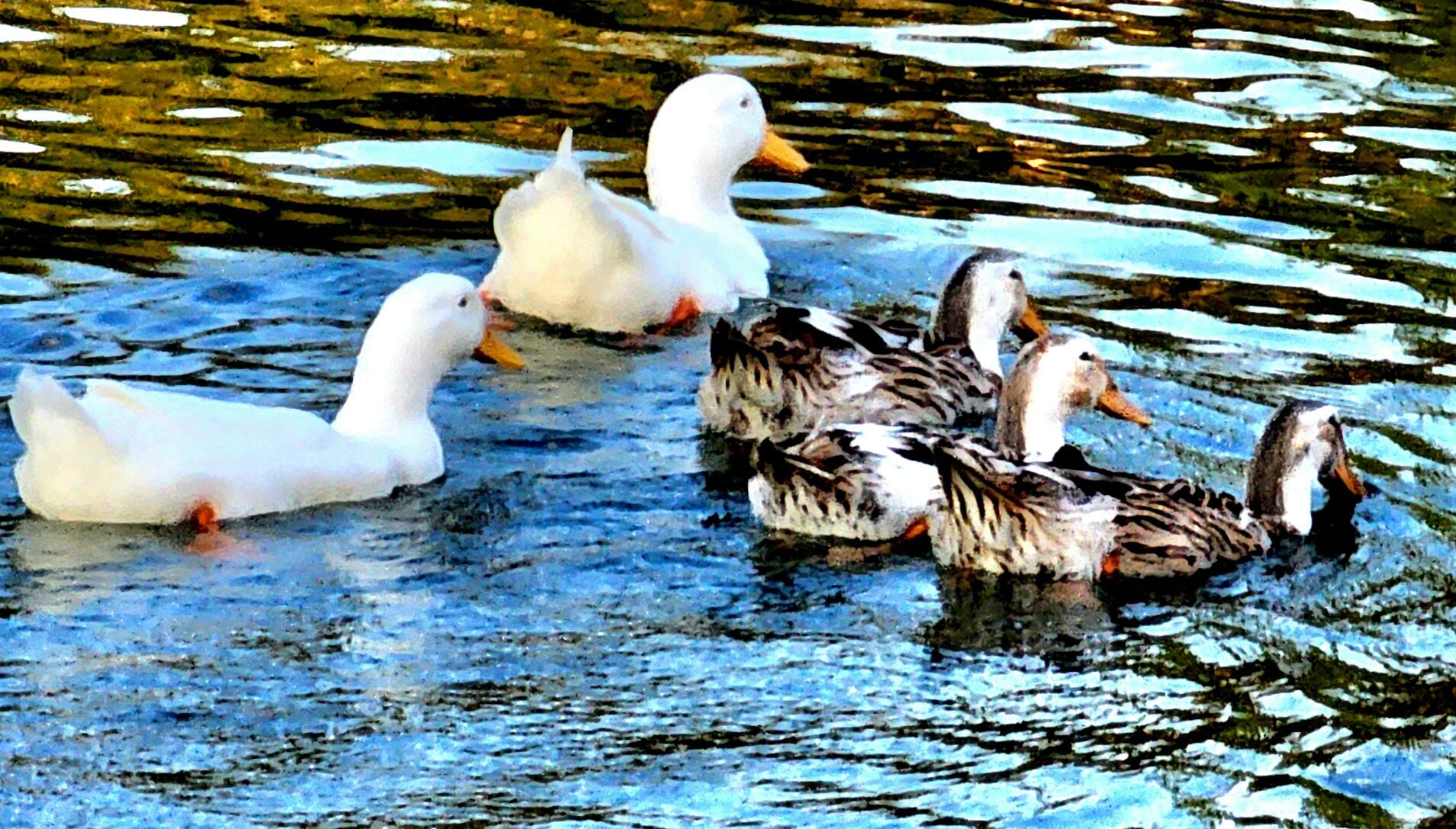 Pet Ducks on Lake Martin.jpg