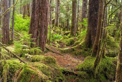 Roadless areas in Alaska contain important old-growth forests.