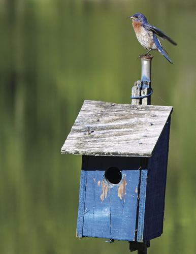 Wind Creek State Park hosts Birdfest