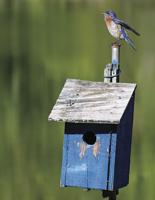 Wind Creek State Park hosts Birdfest