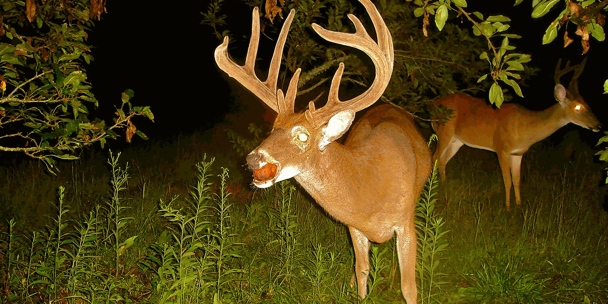 Outdoor Life: Create a deer habitat