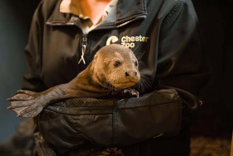 Fresh hope for endangered giant otters as UK zoo celebrates rare triplet birth