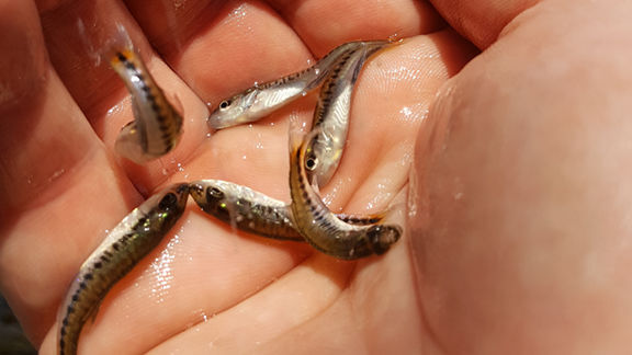 Lake Jordan stocked for change