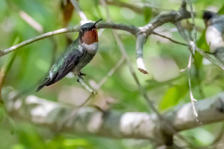 Hundreds of Hummingbirds