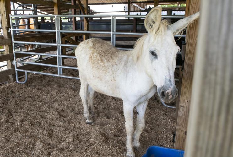 PHOTOS: Bar J Farms is an extended family