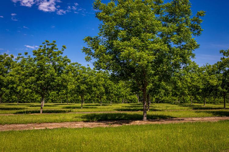Plant new pecan groves today
