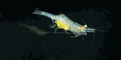 You won’t believe what’s swimming in Lake Martin