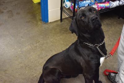 Alex City vet warns against canine influenza