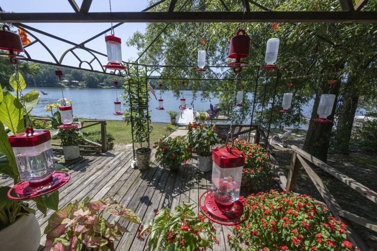 Hundreds of Hummingbirds