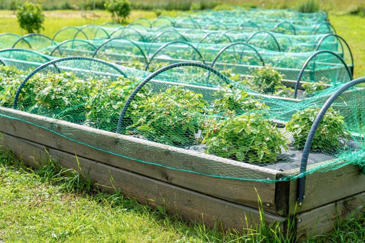 Berry strawberries in the garden under the net. Summer harvest.