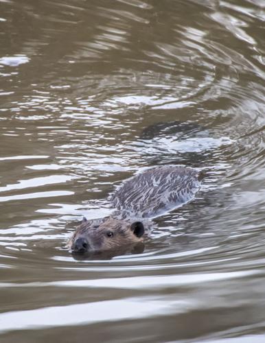 Beaver_7092_20170124.tif
