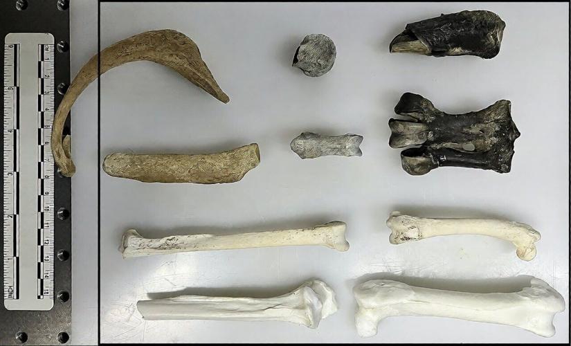 Ancient penguin fossils offer new window into Antarctica’s changing climate