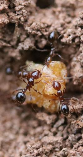 Winning the battle, not the war, against fire ants