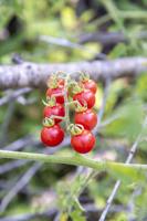 Noah Sander's Garden