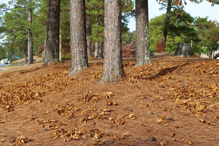 Don't put the lawn mower away yet