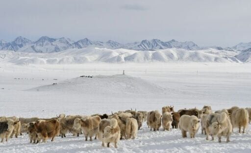 The Akmatov family have been breeding their variety of the cattle for the past 15 years