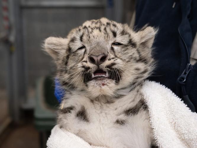 Adorable scenes show snow leopards getting vaccinations
