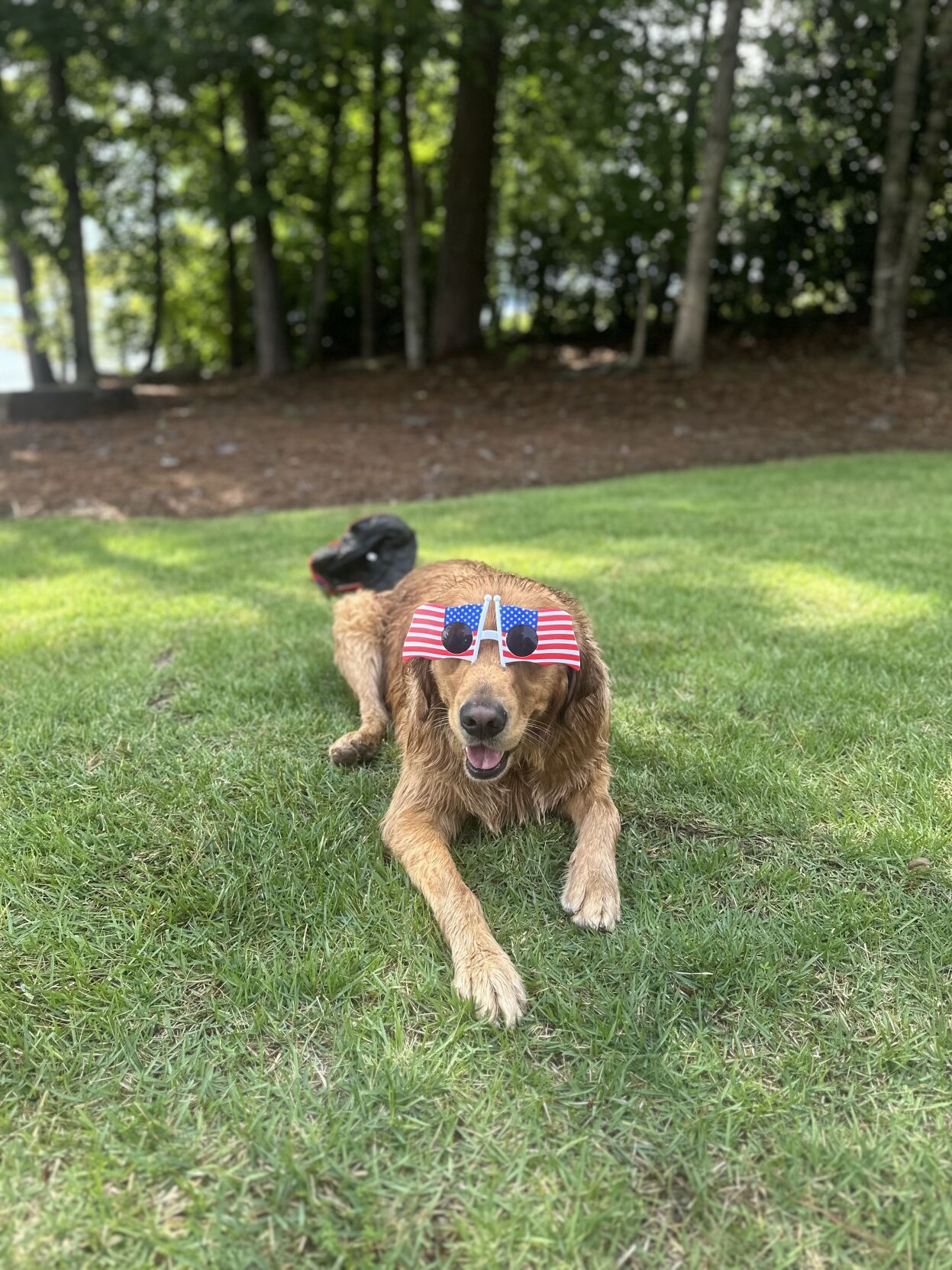 Tucker with Patriotic Shades.jpeg