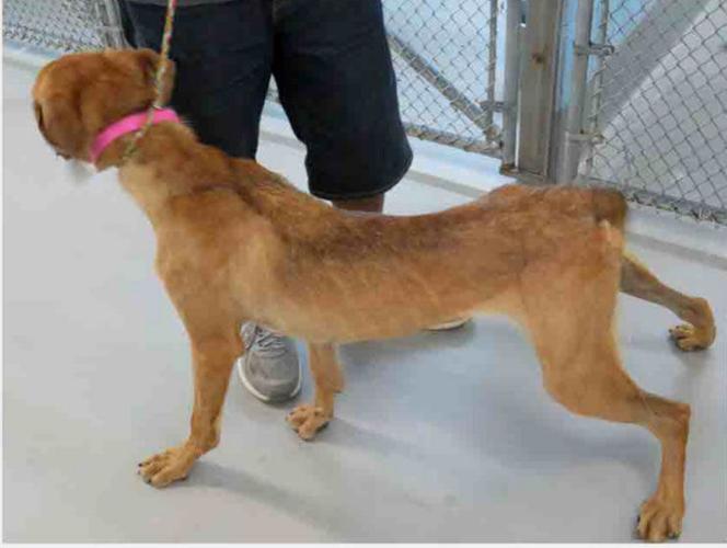 Elmore County kennel fined in dog abuse case