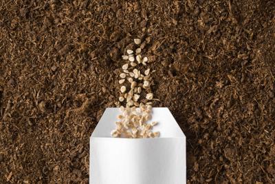 One white opened paper pack of dry tomato seeds on fresh dark soil background. Closeup. Preparation for garden season in early spring. Top down view.