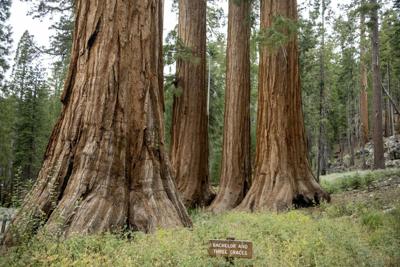 Yosemite National Park is home to three groves of massive ancient sequoia trees.