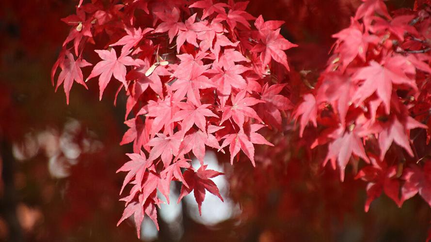 Fall Color