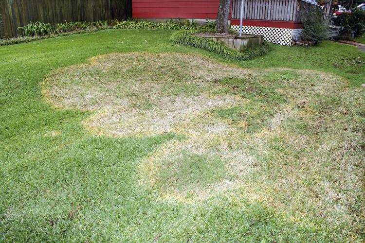 The four biggest challenges for home lawns