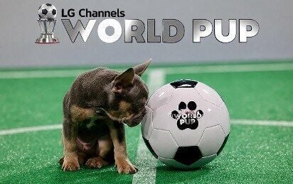 As the world gears up for this summer’s biggest soccer spectacle, a new class of athletes is ready to take the field (and probably ignore most of the rules). Premiering June 10, LG Channels World Pup transforms rescue puppies into international soccer s...