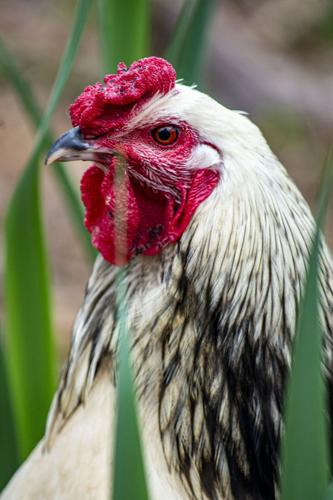 Poultry Pets