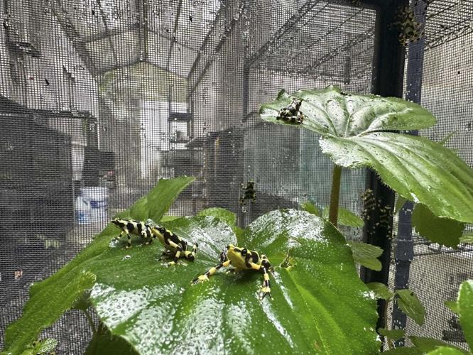 Photo credit: the EVACC Foundation
Caption: Atelopus zeteki frogs are living outdoors for the first time in more than twenty years.