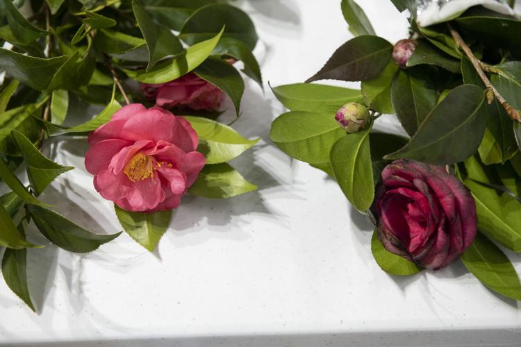 PHOTOS: Camellia grafting workshop