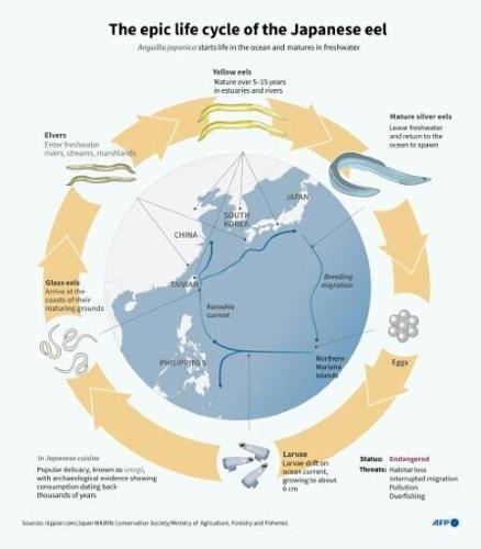 The epic life cycle of the Japanese eel