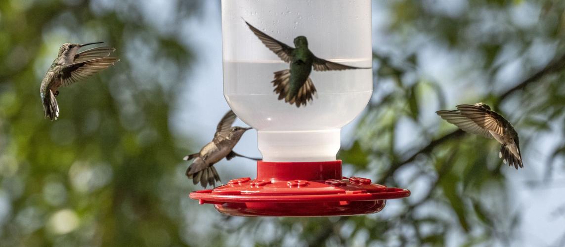 Hundreds of Hummingbirds