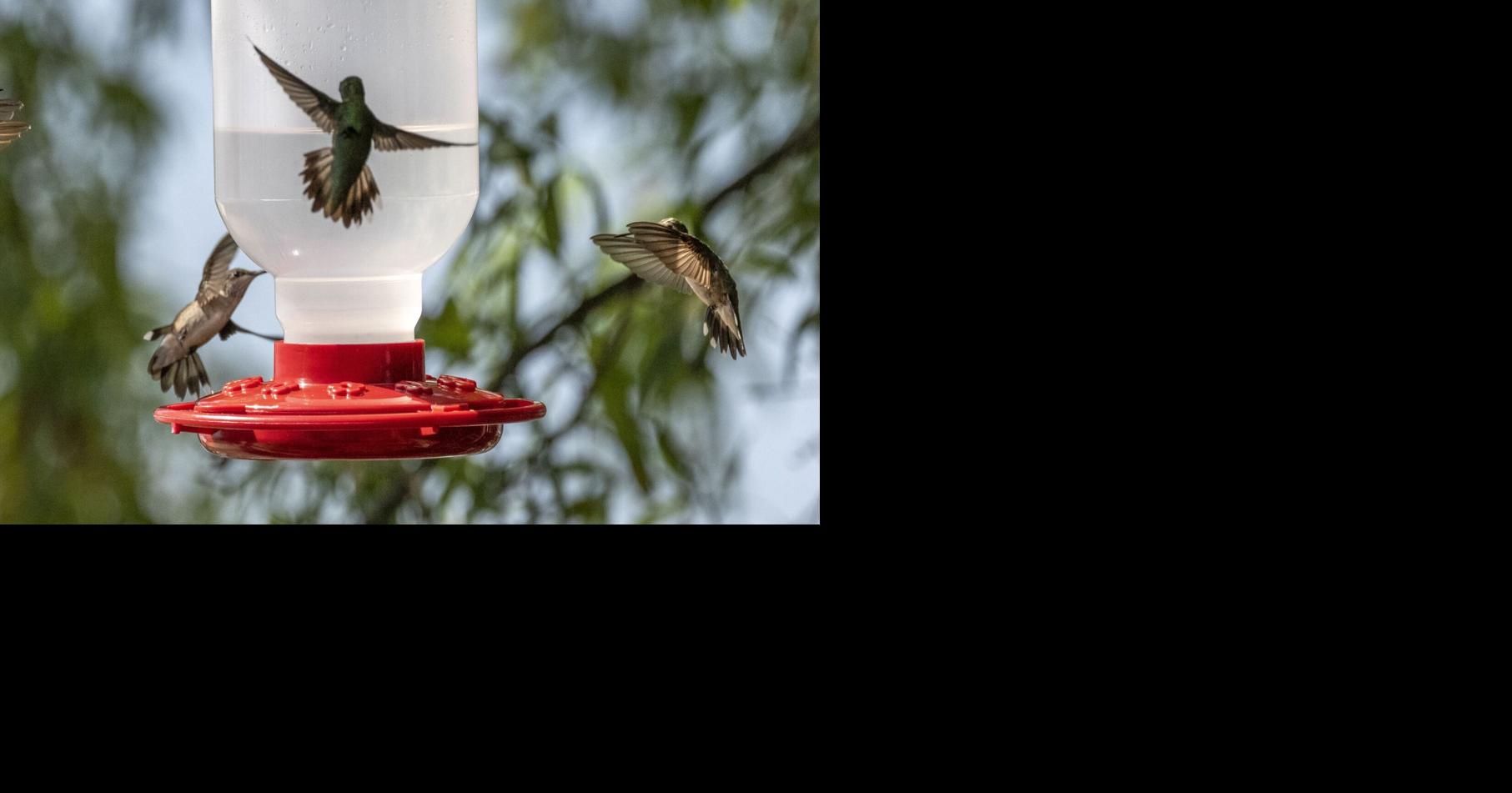 Hundreds of Hummingbirds | Nature Of The Lake | tpimediagroup.org