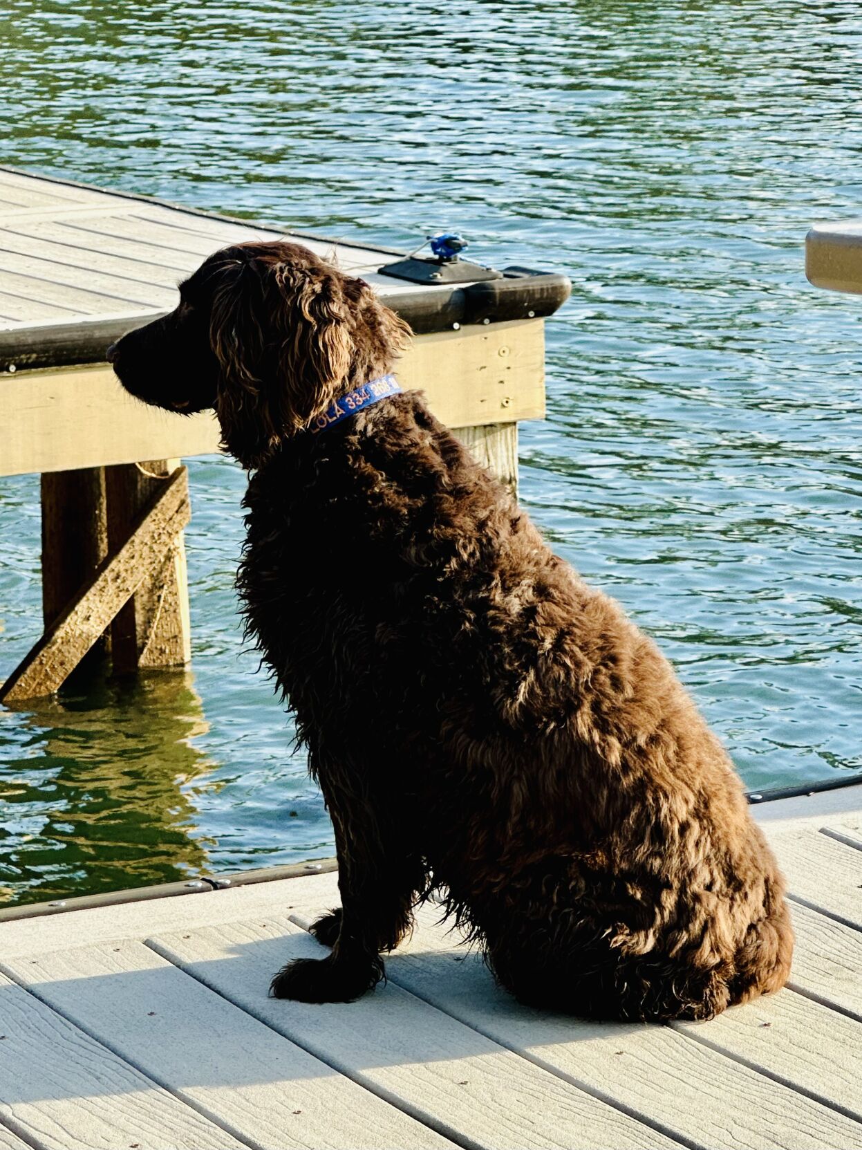 Lola on the dock 2.jpeg