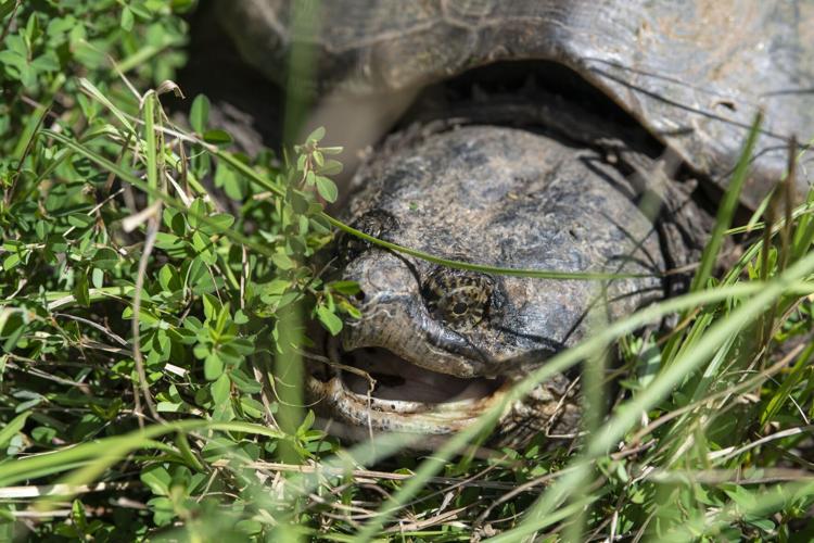 Common Snapping Turtle