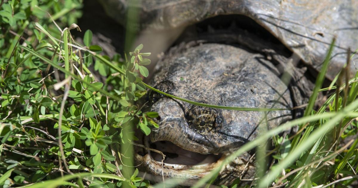 Turtle 147 Common Snapping Turtle | Nature Of The Lake | tpimediagroup.org