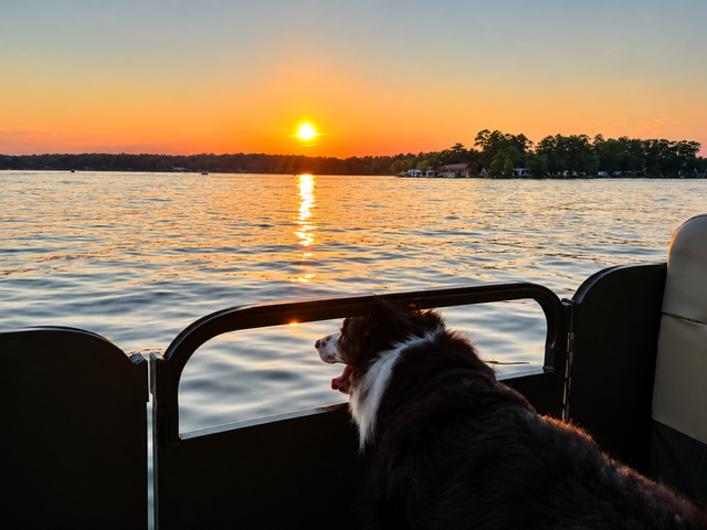 Dallas dog and sunset.png