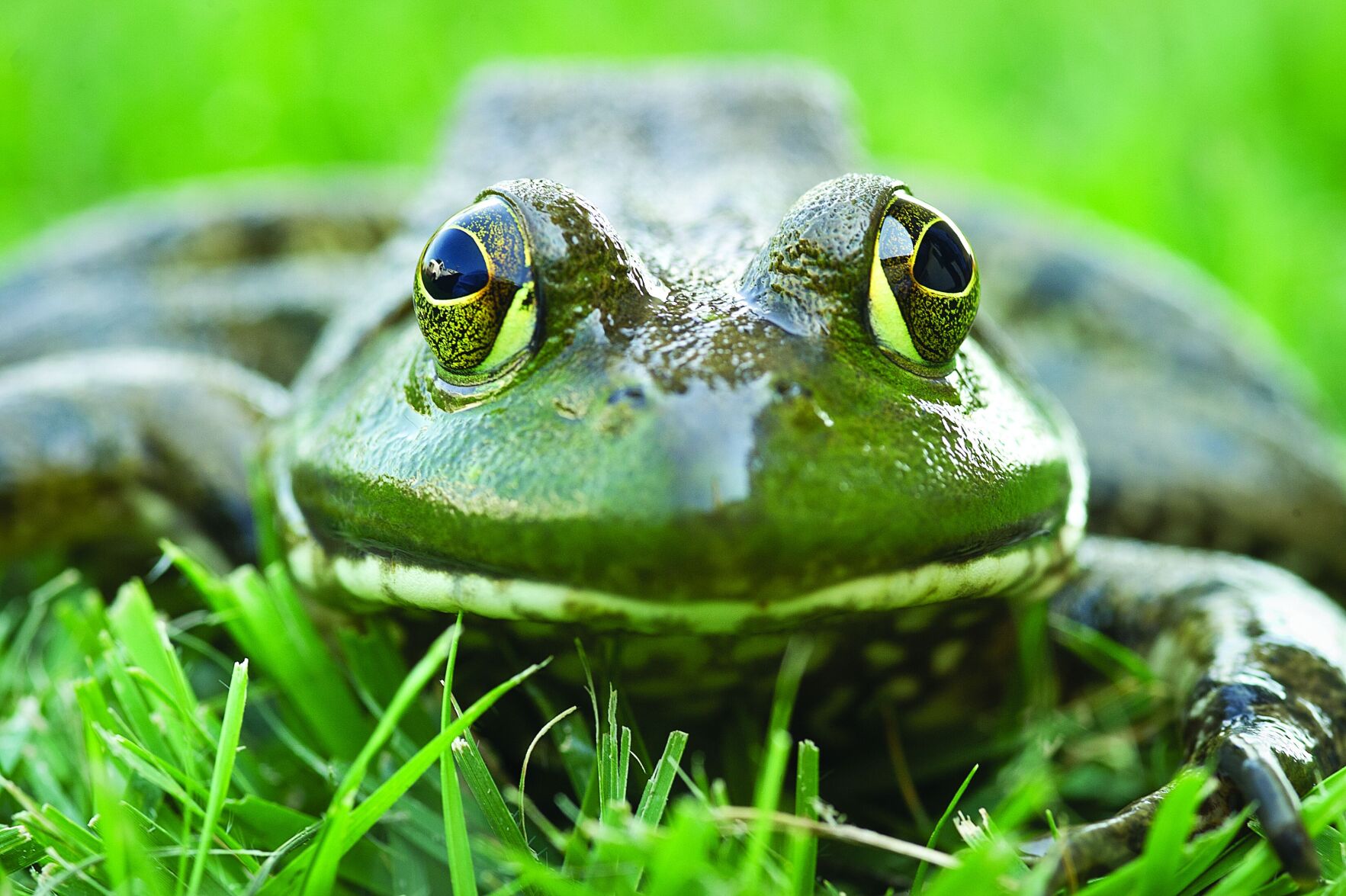 Bullfrog_7043_20100901.tif